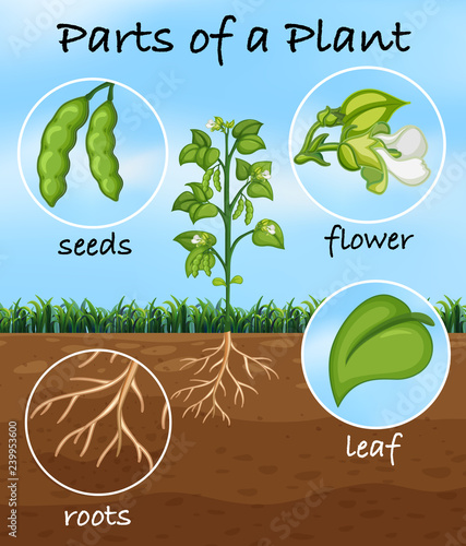 Parts of a plant
