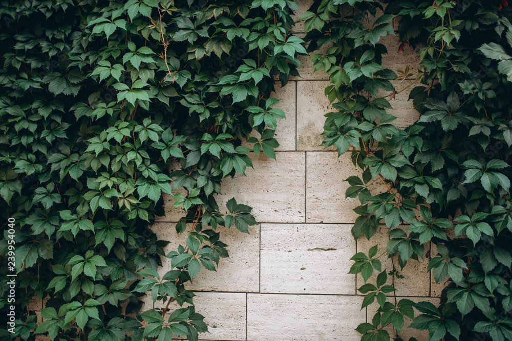 Old stone wall with green leaves as background Old stone wall with green leaves as background