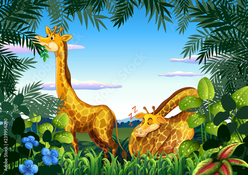 Giraffe in the nature