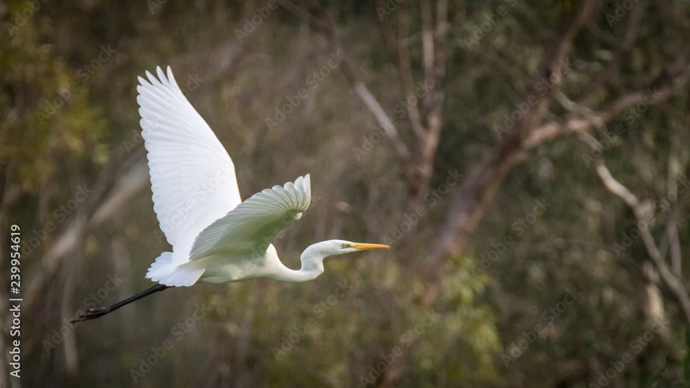 Isolated white Egret bird in flight- Israel Isolated white Egret bird in flight- Israel