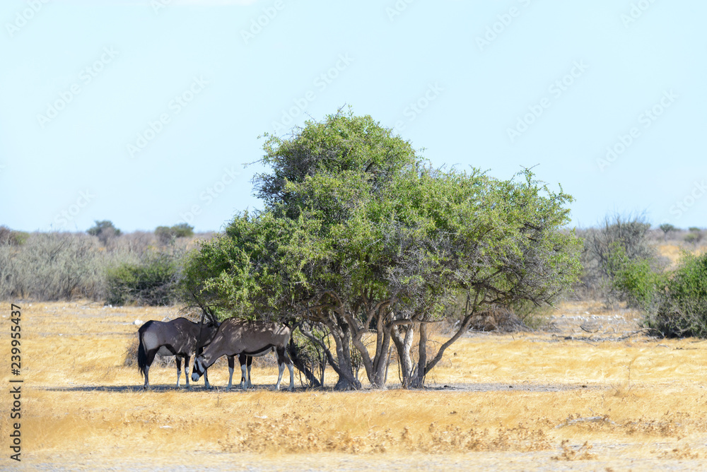 Fototapeta premium Oryx antelope drinking water