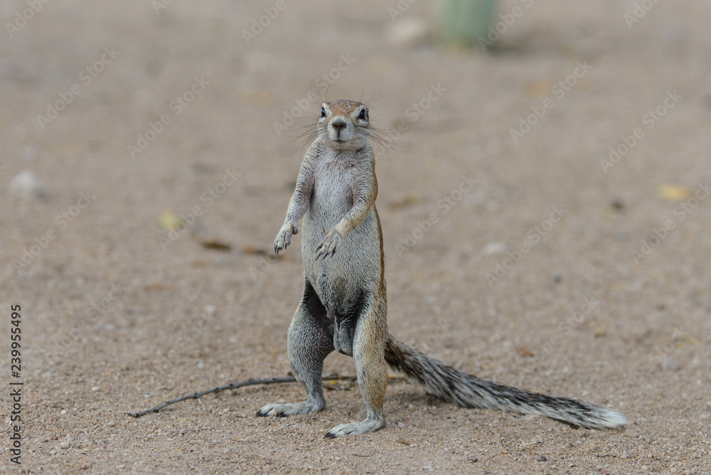 South African ground squirrel
