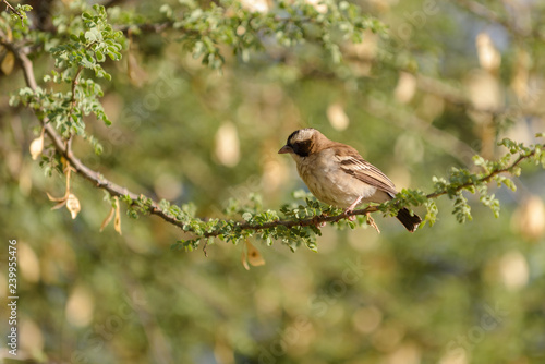 Weaver bird in the nest