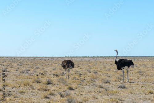 Ostrich with chicks in the African savannah