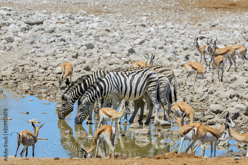 Wild zebras in in africa national park