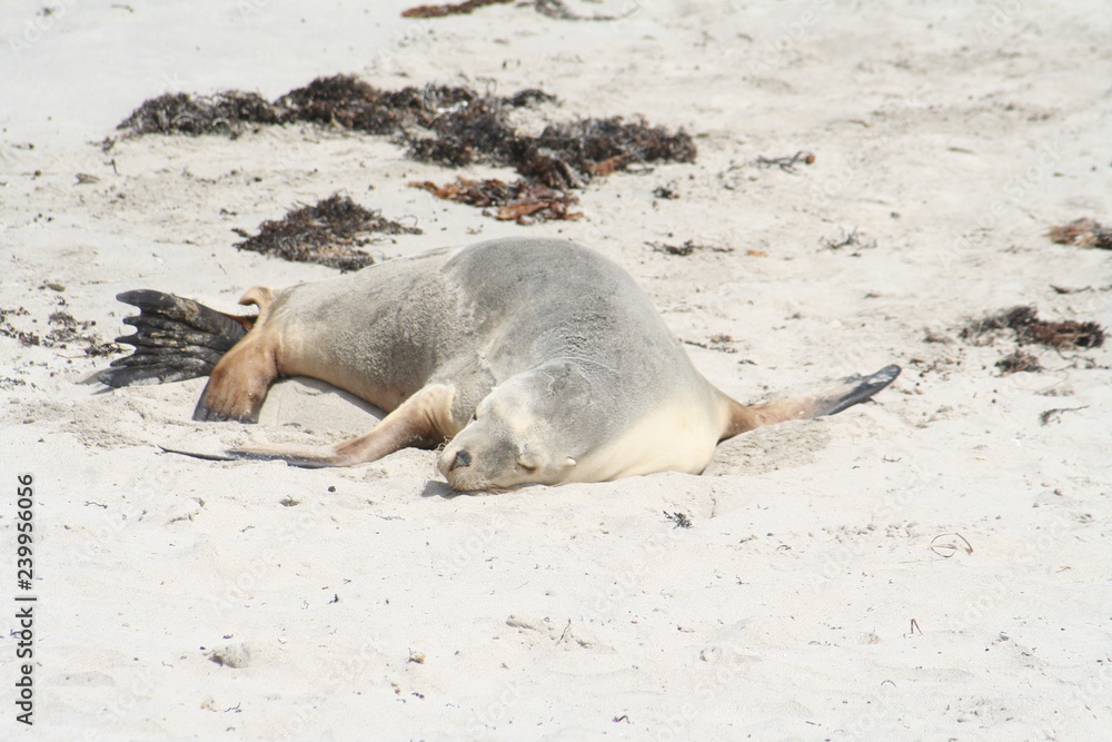 wild sea lion at Kangaroo Island, Seals Bay, South Australia wild sea lion at Kangaroo Island, Seals Bay, South Australia