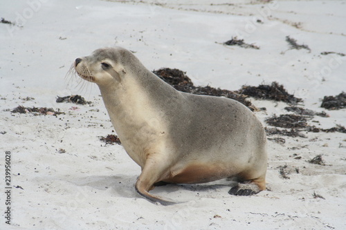 wild sea lion at Kangaroo Island, Seals Bay, South Australia