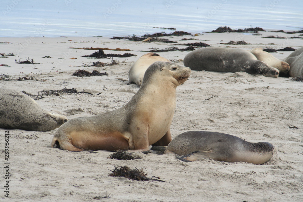 The Wild Sea Lions of Kangaroo Island, Seals Bay, South Australia The Wild Sea Lions of Kangaroo Island, Seals Bay, South Australia