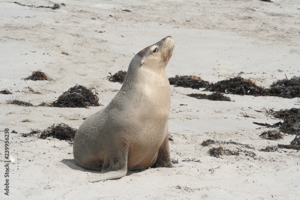 Obraz premium wild sea lion at Kangaroo Island, Seals Bay, South Australia