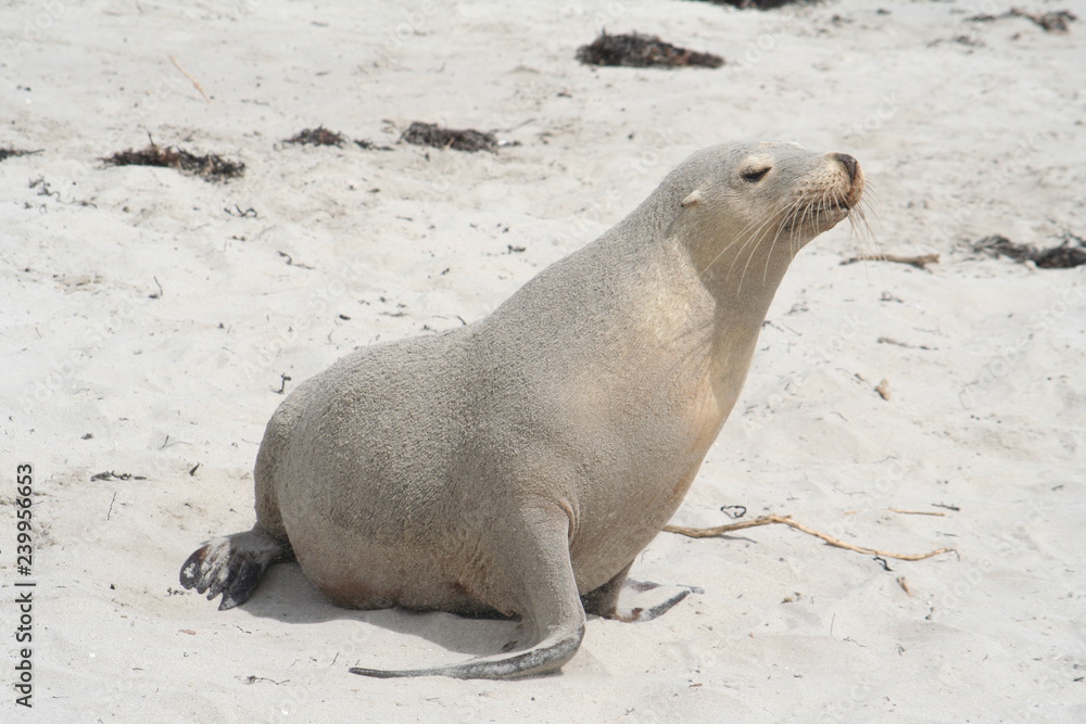 Fototapeta premium wild sea lion at Kangaroo Island, Seals Bay, South Australia