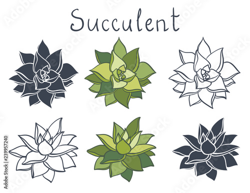Set succulent plant in the desert collection. Succulents flowers, succulent isolated. Echeveria agavoides