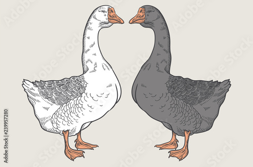 White goose, Grey goose, goose hand drawn, poultry, vector illustration sketch