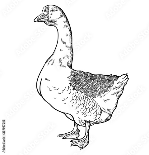 White goose, goose hand drawn, vector illustration sketch, goose isolated on a white background