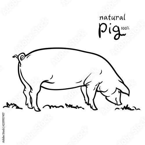 Pig of vector illustration. Isolated on white background. Pasture