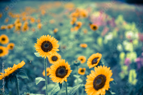 Fototapeta Naklejka Na Ścianę i Meble -  Field of blooming sunflowers, summer