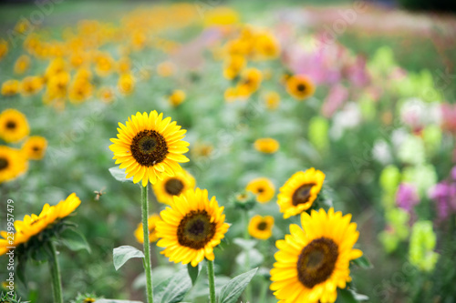 Fototapeta Naklejka Na Ścianę i Meble -  Field of blooming sunflowers, summer