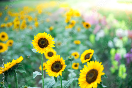Fototapeta Naklejka Na Ścianę i Meble -  Field of blooming sunflowers, summer