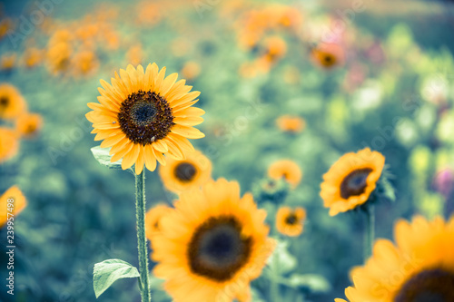 Fototapeta Naklejka Na Ścianę i Meble -  Field of blooming sunflowers, summer