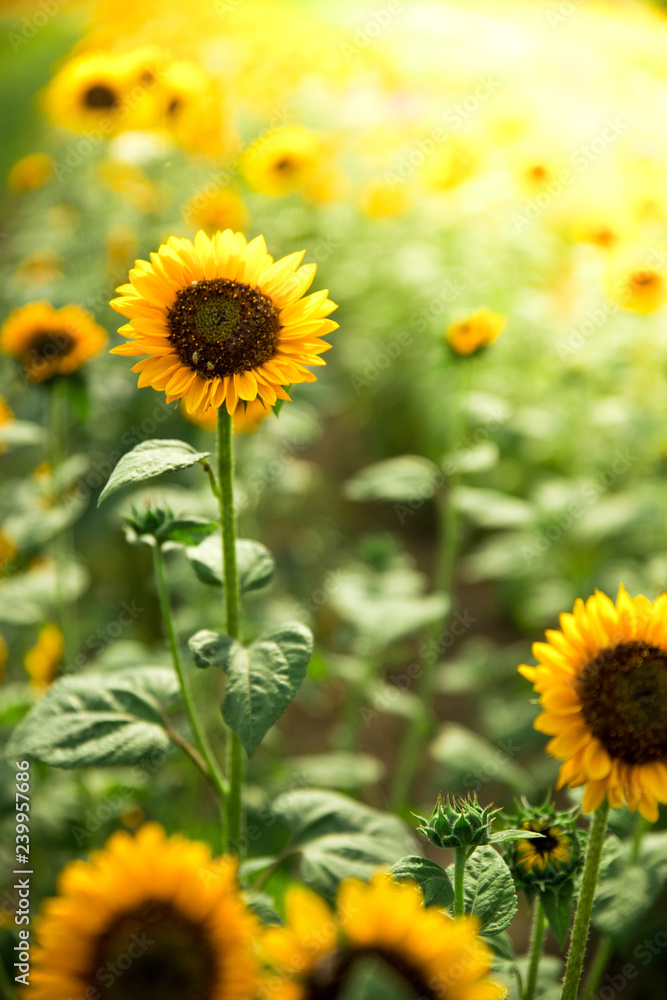 Field of blooming sunflowers, summer