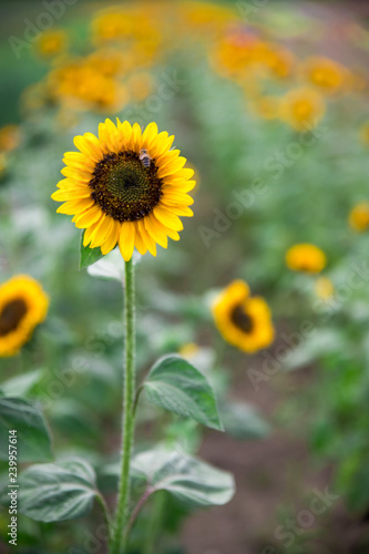 Fototapeta Naklejka Na Ścianę i Meble -  Field of blooming sunflowers, summer
