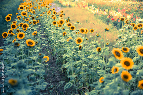 Fototapeta Naklejka Na Ścianę i Meble -  Field of blooming sunflowers, summer