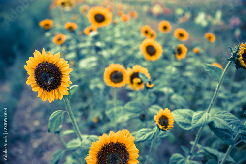 Fototapeta Naklejka Na Ścianę i Meble -  Field of blooming sunflowers, summer