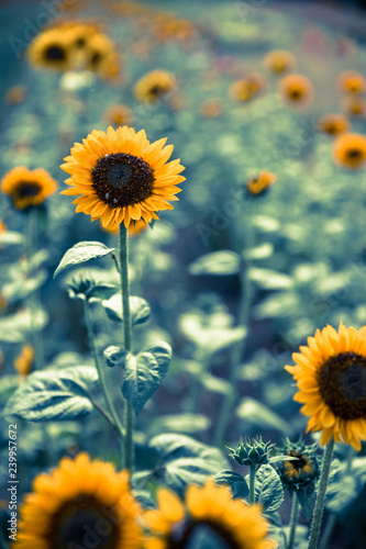 Fototapeta Naklejka Na Ścianę i Meble -  Field of blooming sunflowers, summer