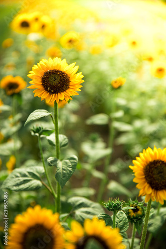 Fototapeta Naklejka Na Ścianę i Meble -  Field of blooming sunflowers, summer