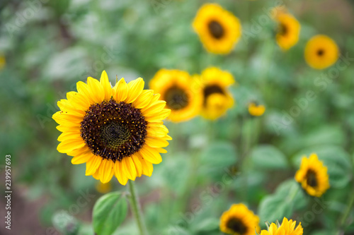 Fototapeta Naklejka Na Ścianę i Meble -  Field of blooming sunflowers, summer