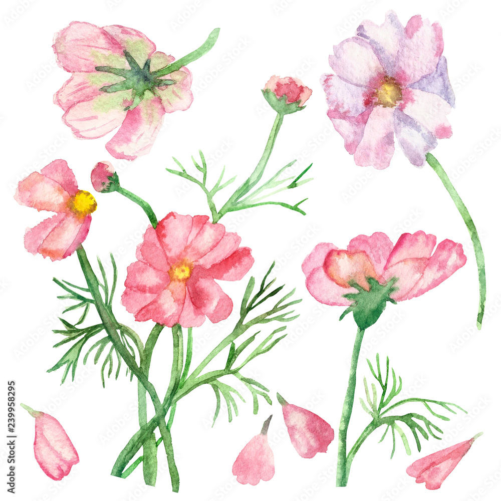 Watercolor banner delicate pink flowers on green stems with needle leaves with falling petals isolated on white background.