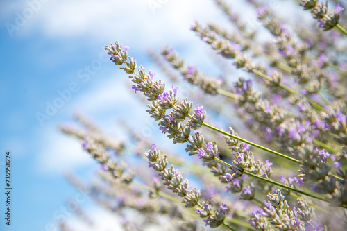 Fresh purple lavender blossoms in France, blue sky, post card © Patrick Daxenbichler