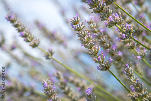Fresh purple lavender blossoms in France, blue sky, post card © Patrick Daxenbichler