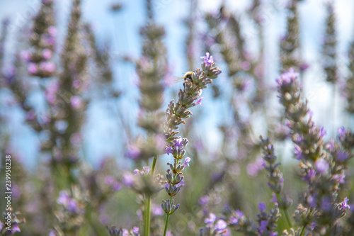 Fototapeta Naklejka Na Ścianę i Meble -  Fresh purple lavender blossoms in France, blue sky, post card
