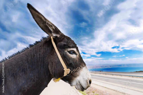 Profile face of a donkey against the background of the blue cloudy sky. The best and funny donkey profile photo.