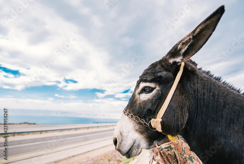Profile of a donkey against the background of the seaside highway.