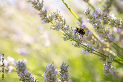 Fototapeta Naklejka Na Ścianę i Meble -  Bee on purple lavender blossoms, France