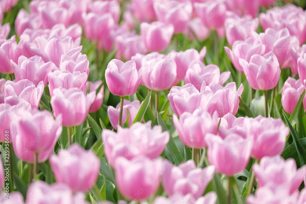 Beautiful blossom pink multiple tulips flower in the garden Beautiful blossom pink multiple tulips flower in the garden