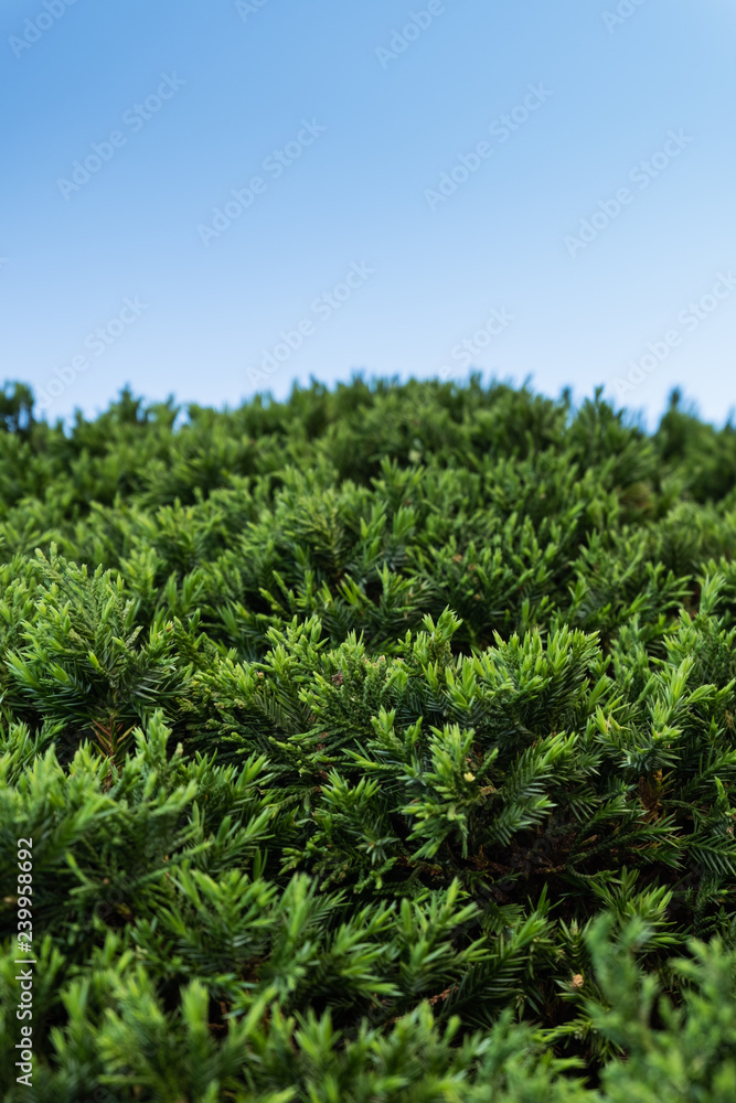 Pine bush with blue sky background Pine bush with blue sky background