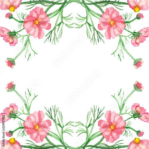 Fototapeta Naklejka Na Ścianę i Meble -  Watercolor banner delicate pink flowers on green stems with needle leaves isolated on white background. Hand painted rare pink daisies for elegant design of wedding invitations, greeting cards.