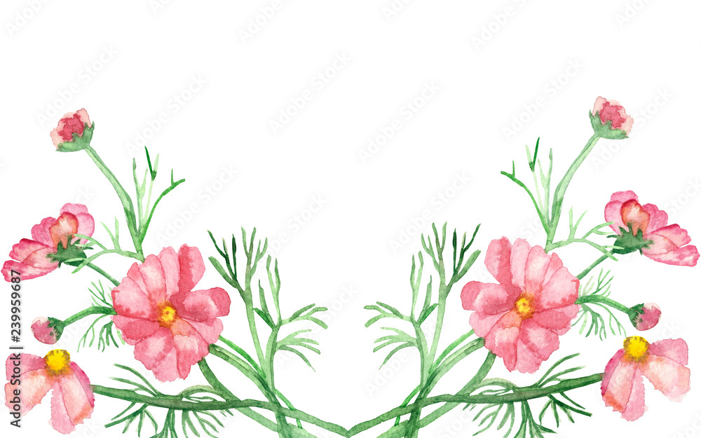 Watercolor banner delicate pink flowers on green stems with needle leaves isolated on white background. Hand painted rare pink daisies for elegant design of wedding invitations, greeting cards. Watercolor banner delicate pink flowers on green stems with needle leaves isolated on white background. Hand painted rare pink daisies for elegant design of wedding invitations, greeting cards.