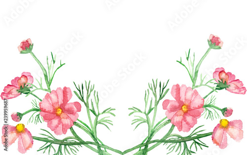 Watercolor banner delicate pink flowers on green stems with needle leaves isolated on white background. Hand painted rare pink daisies for elegant design of wedding invitations, greeting cards. © Natalia