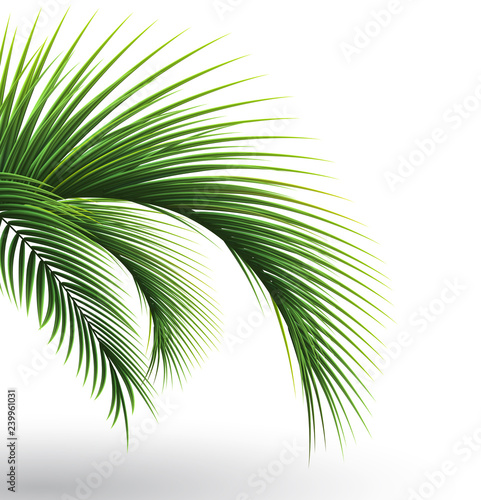 Palm leaves. Green leaf of palm tree on white background. Floral background. 