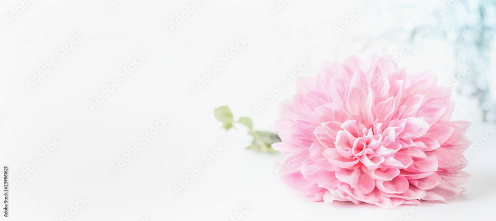 Pink pale flowers head on white background, banner with copy space can used for greeting, nature, garden or cosmetic concepts templates