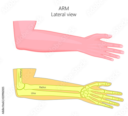 Vector illustration of a healthy human arm with elbow and its bones. Lateral view. For advertising, medical publications