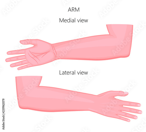 Vector illustration of a healthy European human arm. Medial and lateral view. For advertising, medical publications