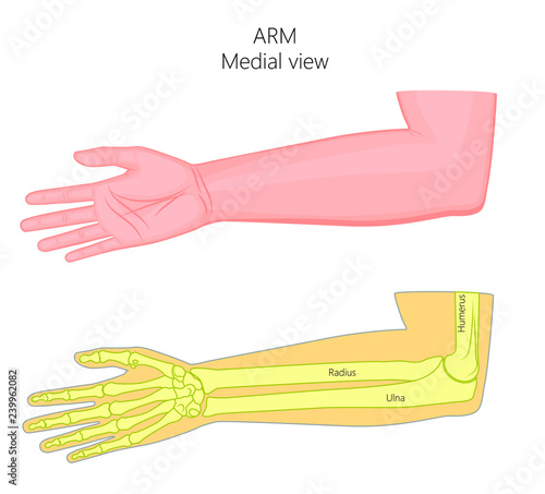 Vector illustration of a healthy human arm with elbow and its bones. Medial view. For advertising, medical publications