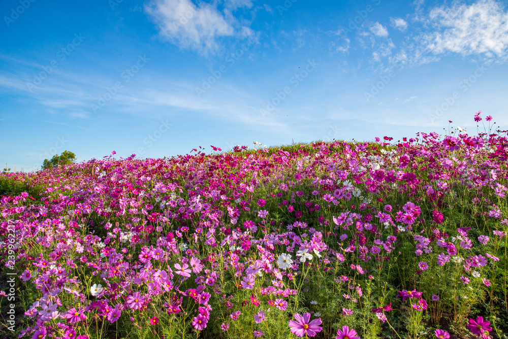 spring flower pink field cosmos flower blooming in the beautiful garden spring flower pink field cosmos flower blooming in the beautiful garden