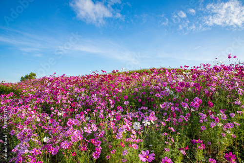 spring flower pink field cosmos flower blooming in the beautiful garden