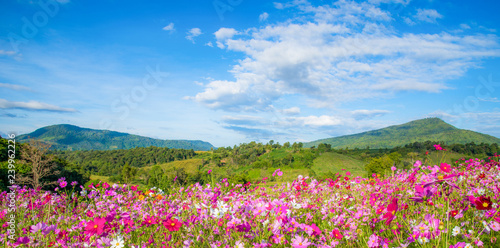 spring flower pink field colorful cosmos flower blooming in the beautiful garden flowers on hill landscape pink and red cosmos field