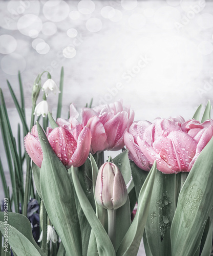 wiosenne-tulipany